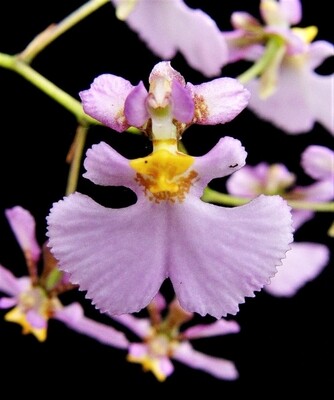 Oncidium Sylvestris
