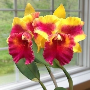 RLC fancy wings of fire