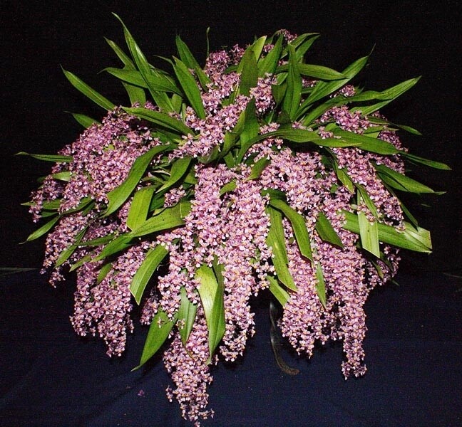 Oncidium sotoanum