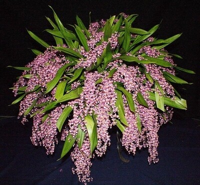 Oncidium sotoanum Oncidium sotoanum