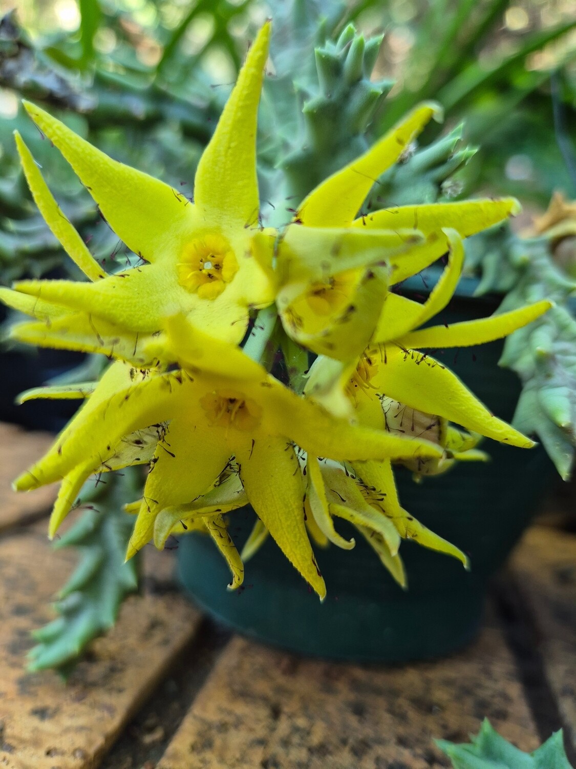 Orbea Lutea
