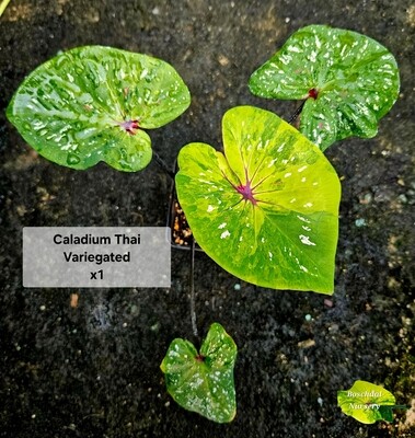 Caladium Thai Variegated