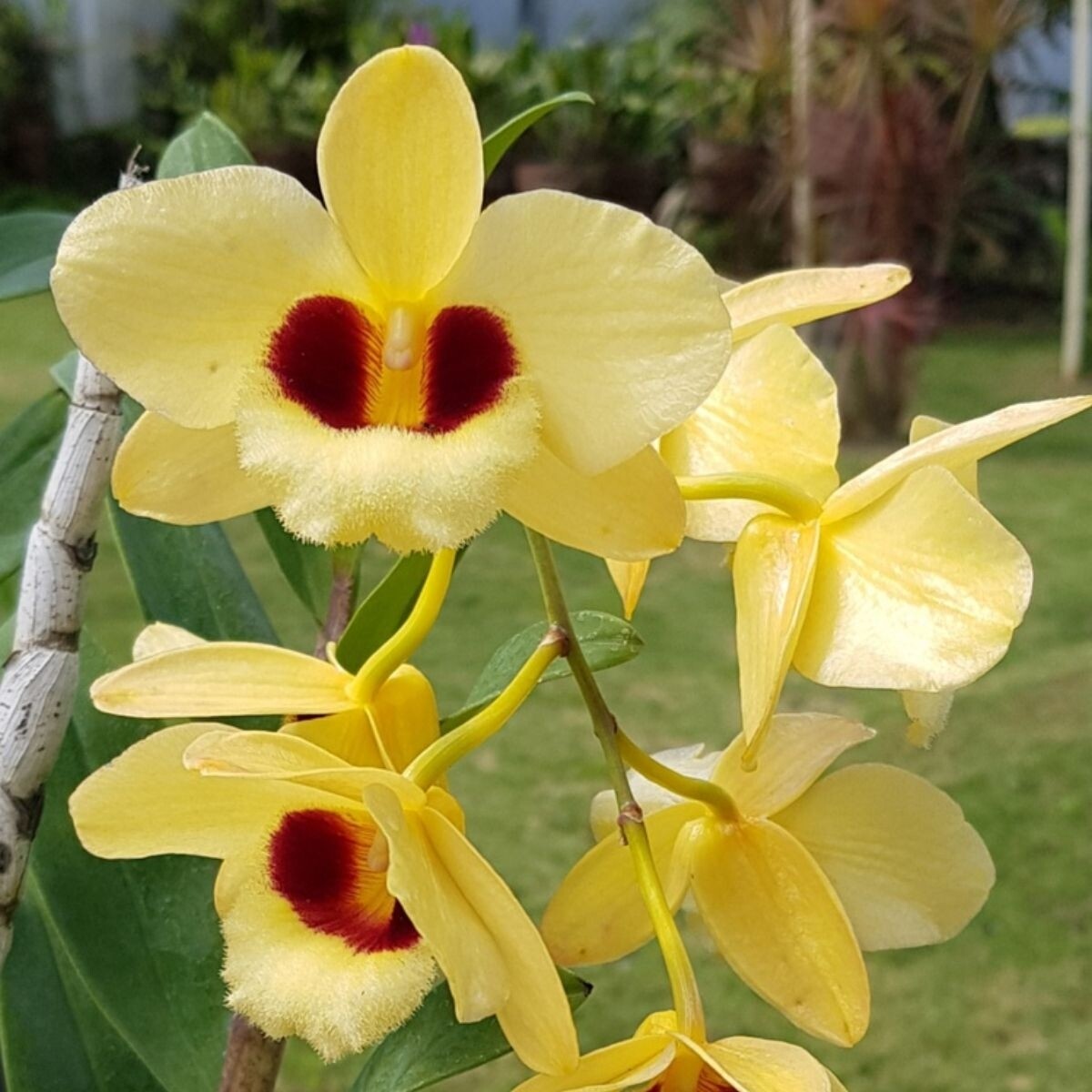 Dendrobium Gatton sunray