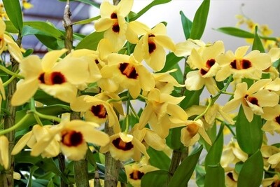 Dendrobium Gatton sunray