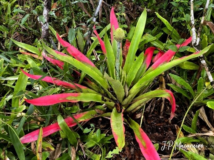 Aechmea pectinata