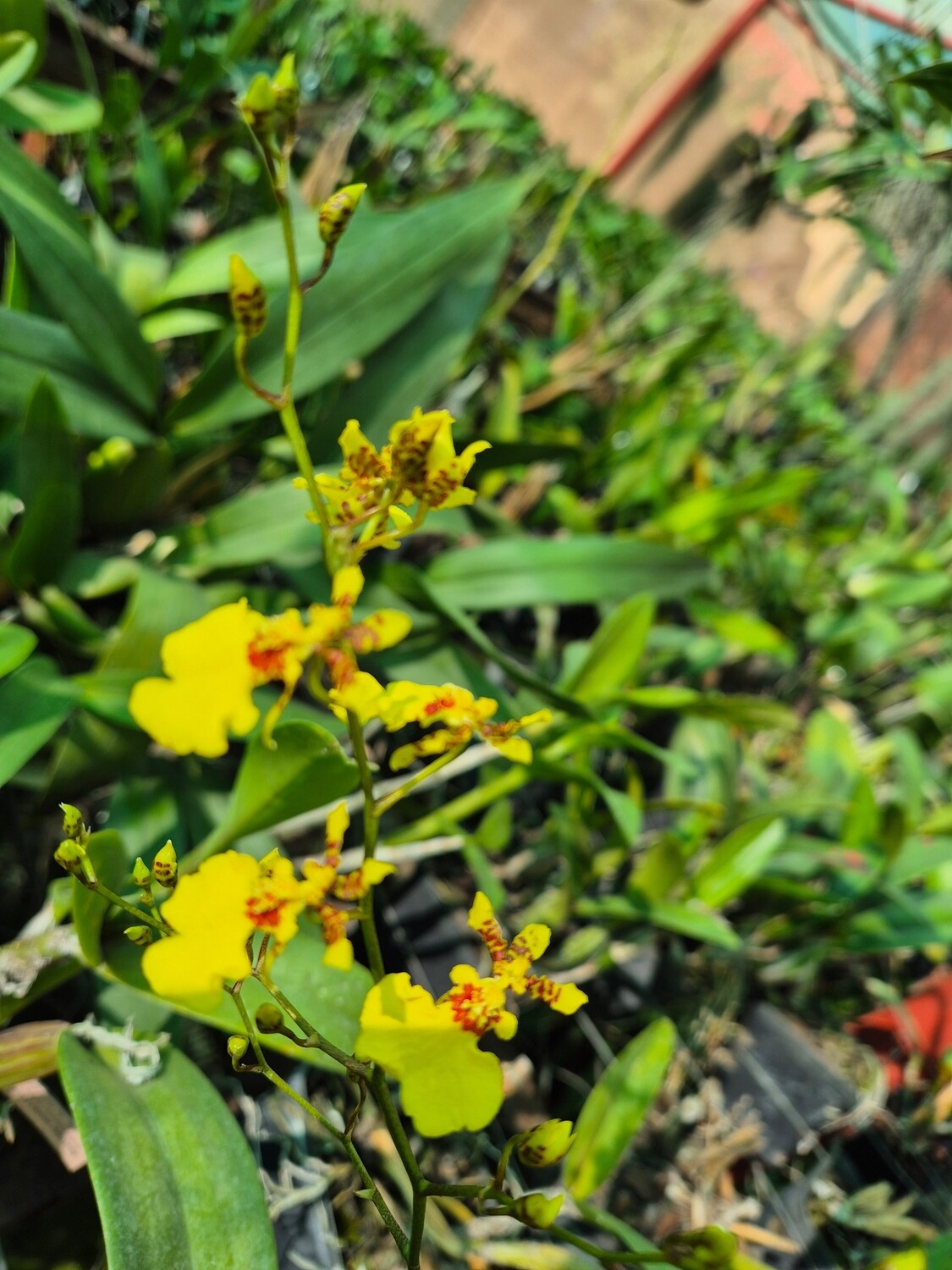 Oncidium yellow