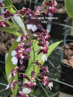 Onc Jairak Fragrance &quot;Ruby&quot;