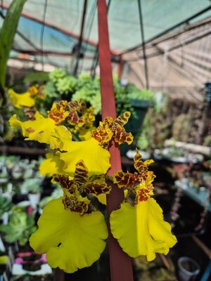 Oncidium giant jiuhbo gold "Tainan"