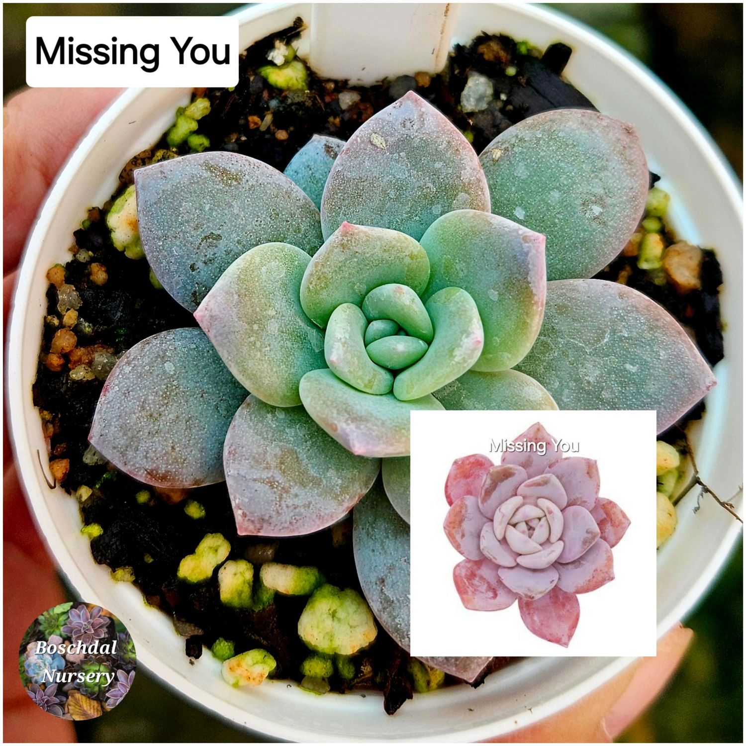Echeveria Missing You Echeveria Missing You