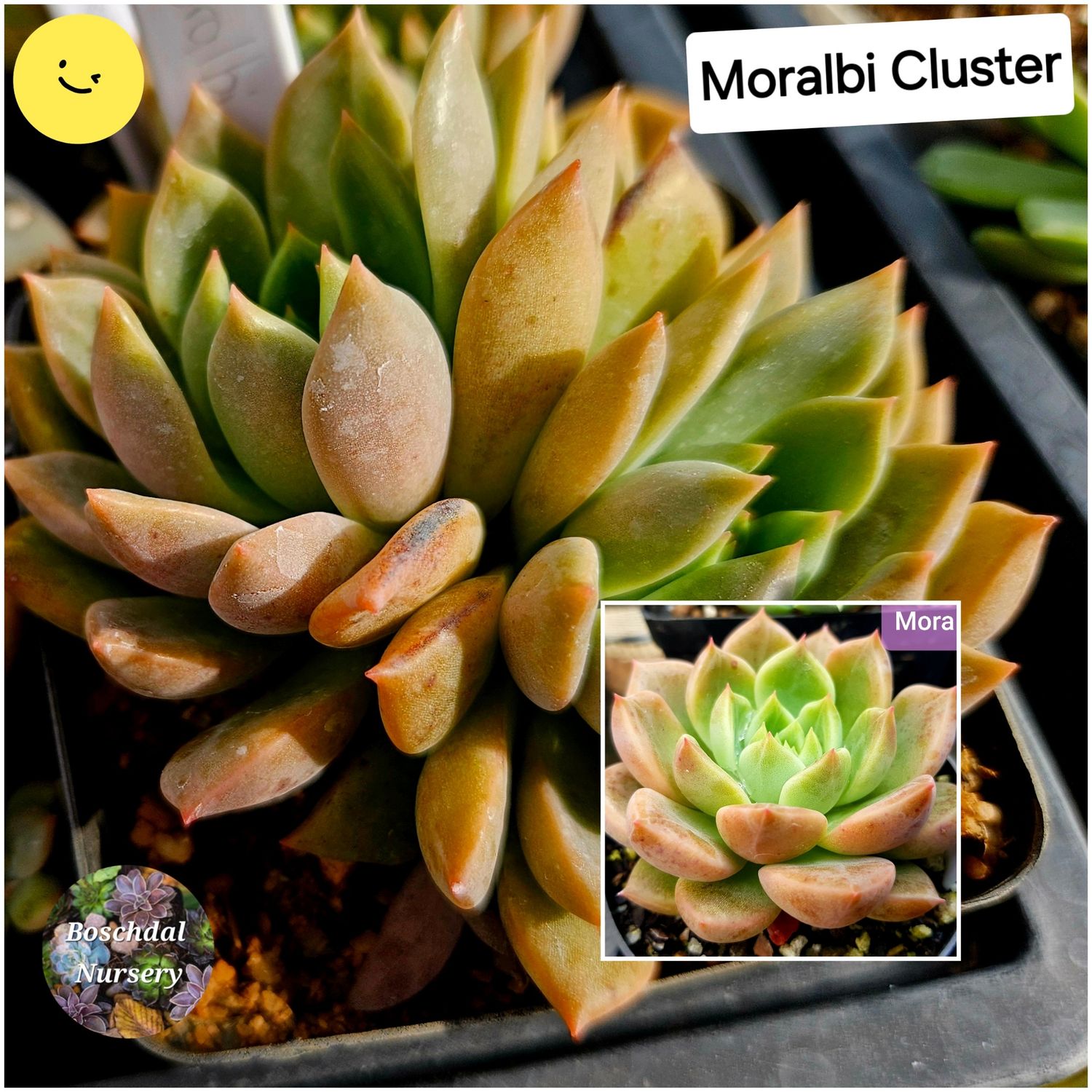 Echeveria Moralbi Cluster Echeveria Moralbi Cluster