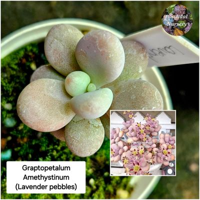 Graptopetalum Amethystinum (Lavender Pebbles) Graptopetalum Amethystinum (Lavender Pebbles)