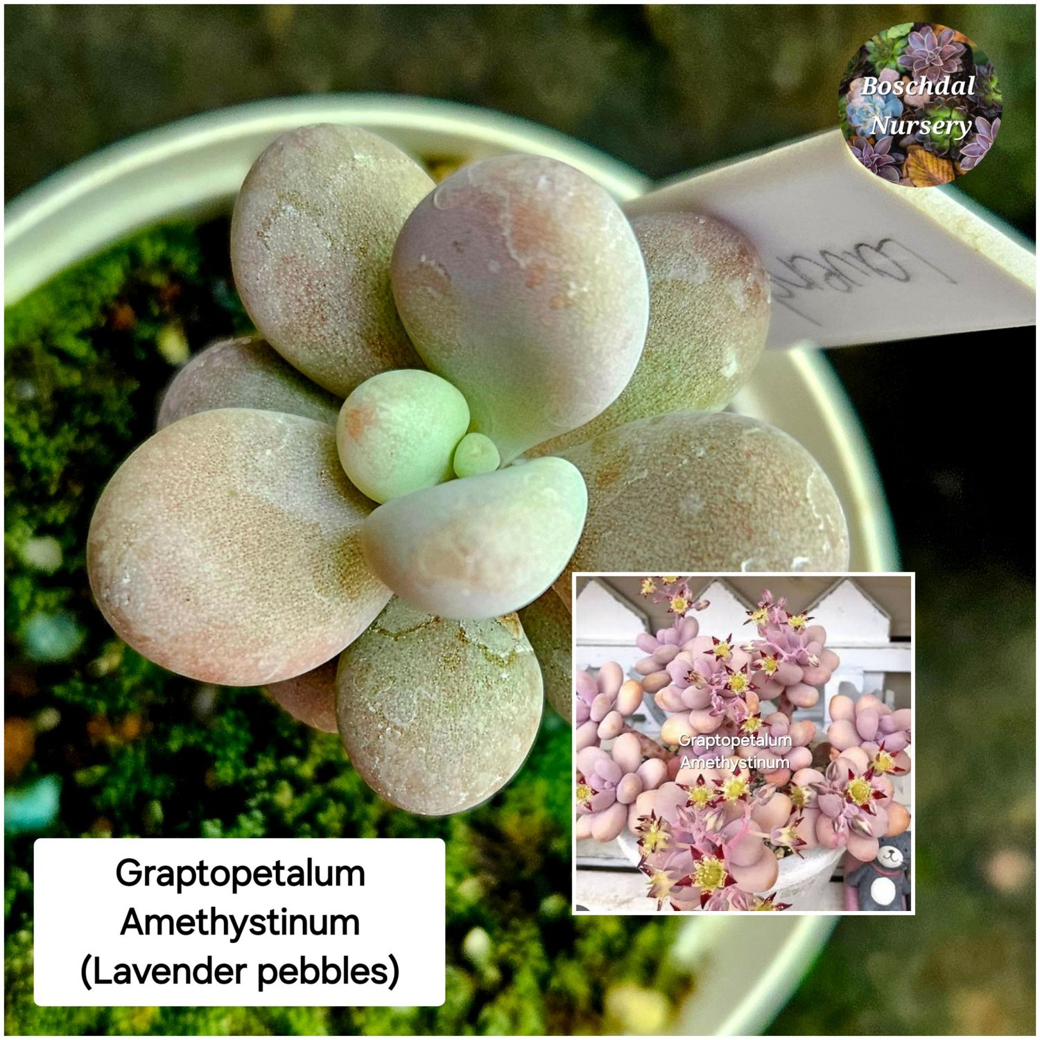 Graptopetalum Amethystinum (Lavender Pebbles) Graptopetalum Amethystinum (Lavender Pebbles)