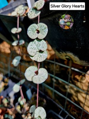 String of Hearts 'Silver Glory' String of Hearts 'Silver Glory'