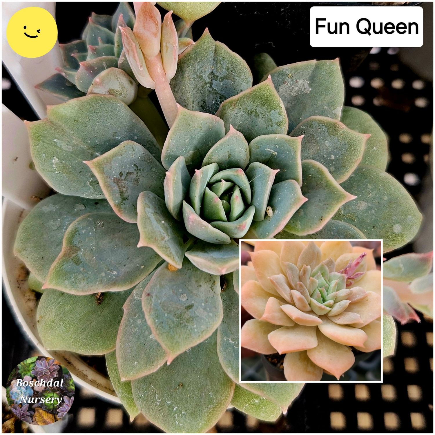 Echeveria Fun Queen
