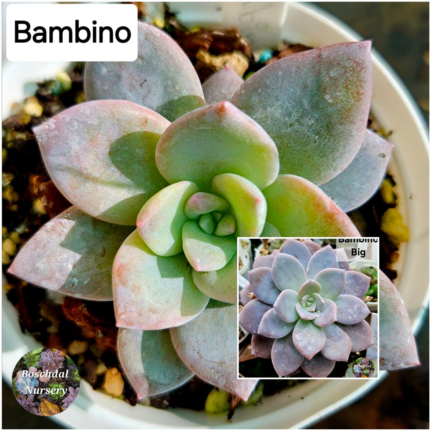 Bambino Small