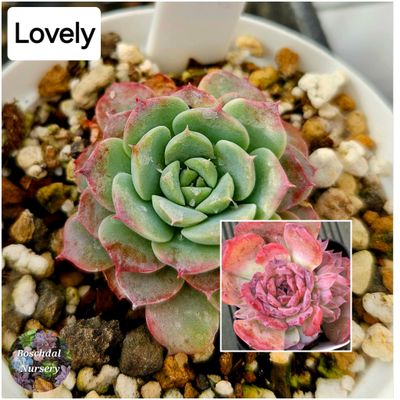 Echeveria Lovely