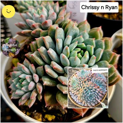 Echeveria Chrissy n Ryan