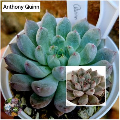 Echeveria Anthony Quinn
