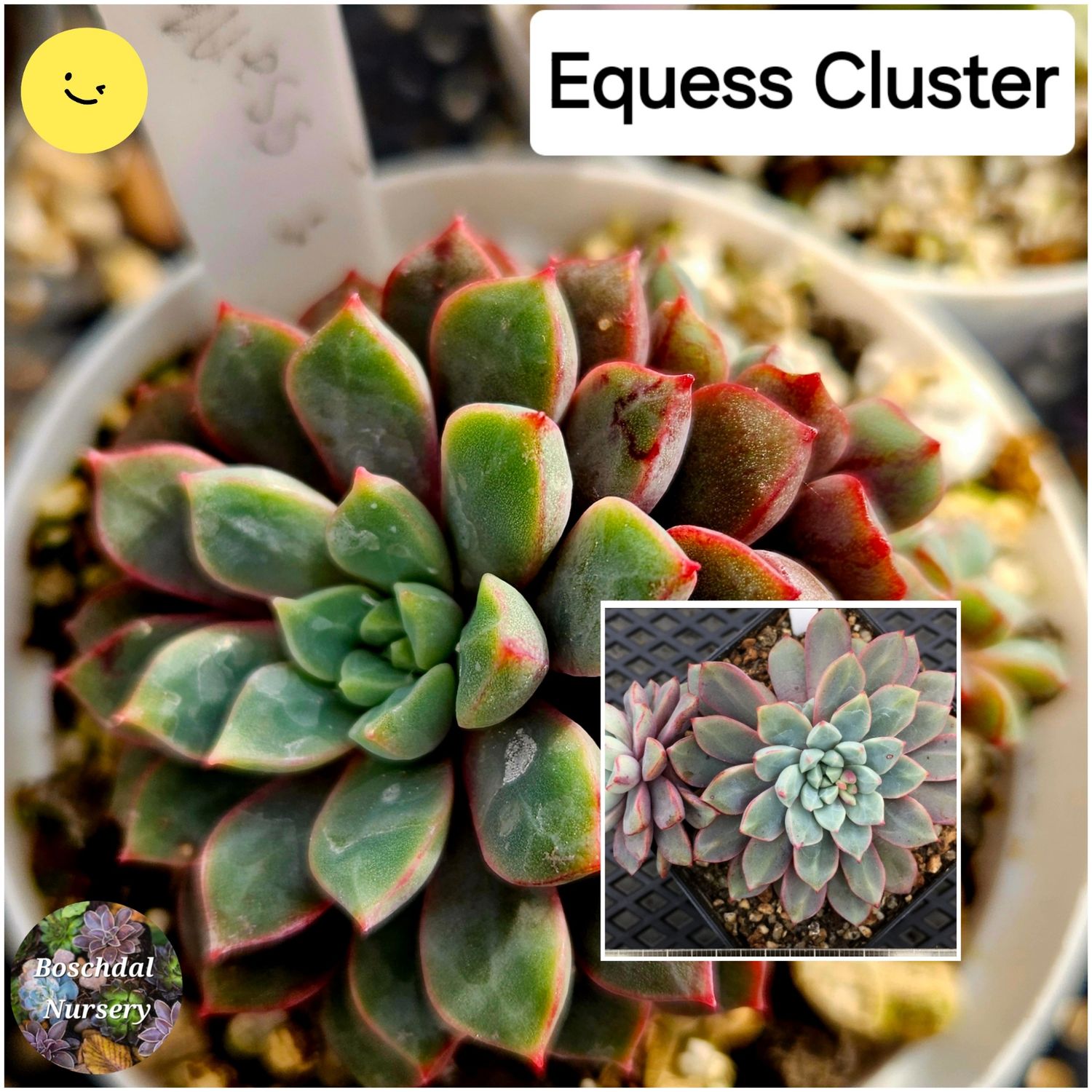 Echeveria Equess