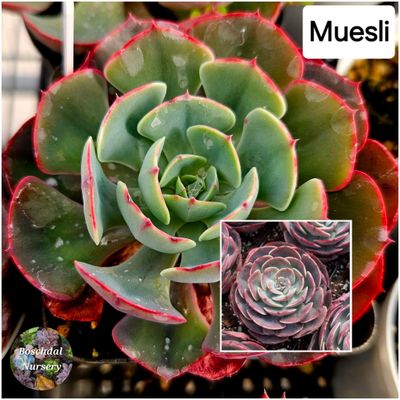 Echeveria Muesli