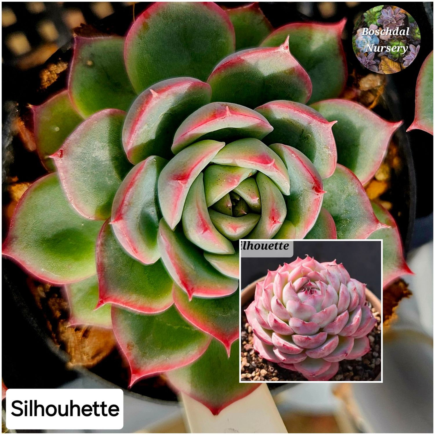 Echeveria Silhouette Echeveria Silhouette