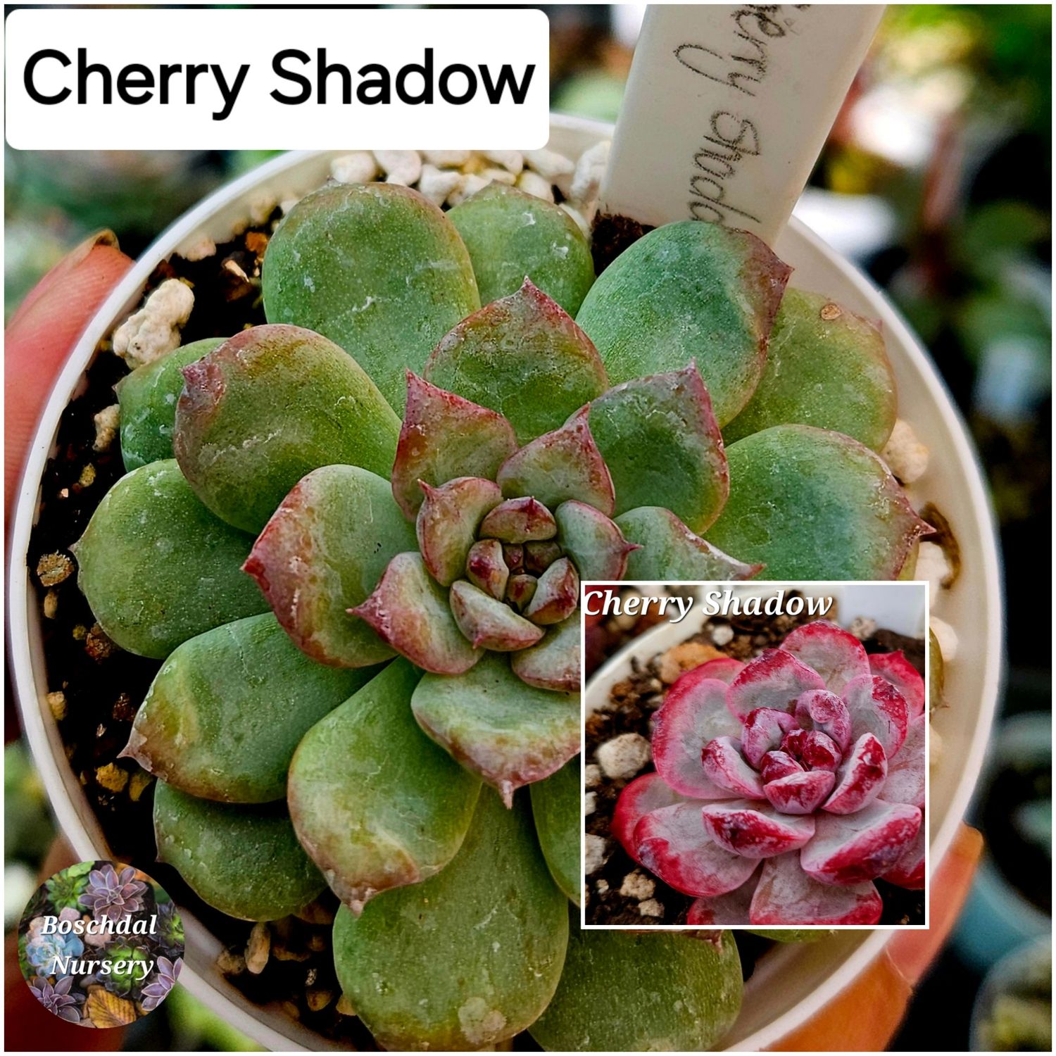 Echeveria Cherry Shadow