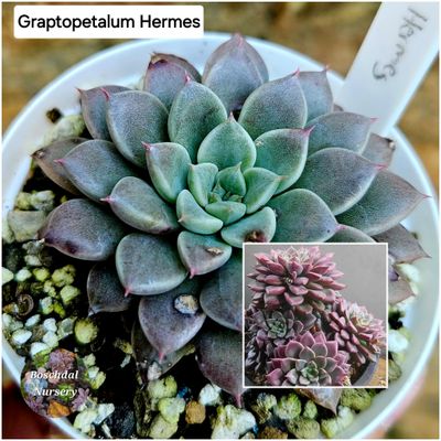 Graptopetalum Hermes