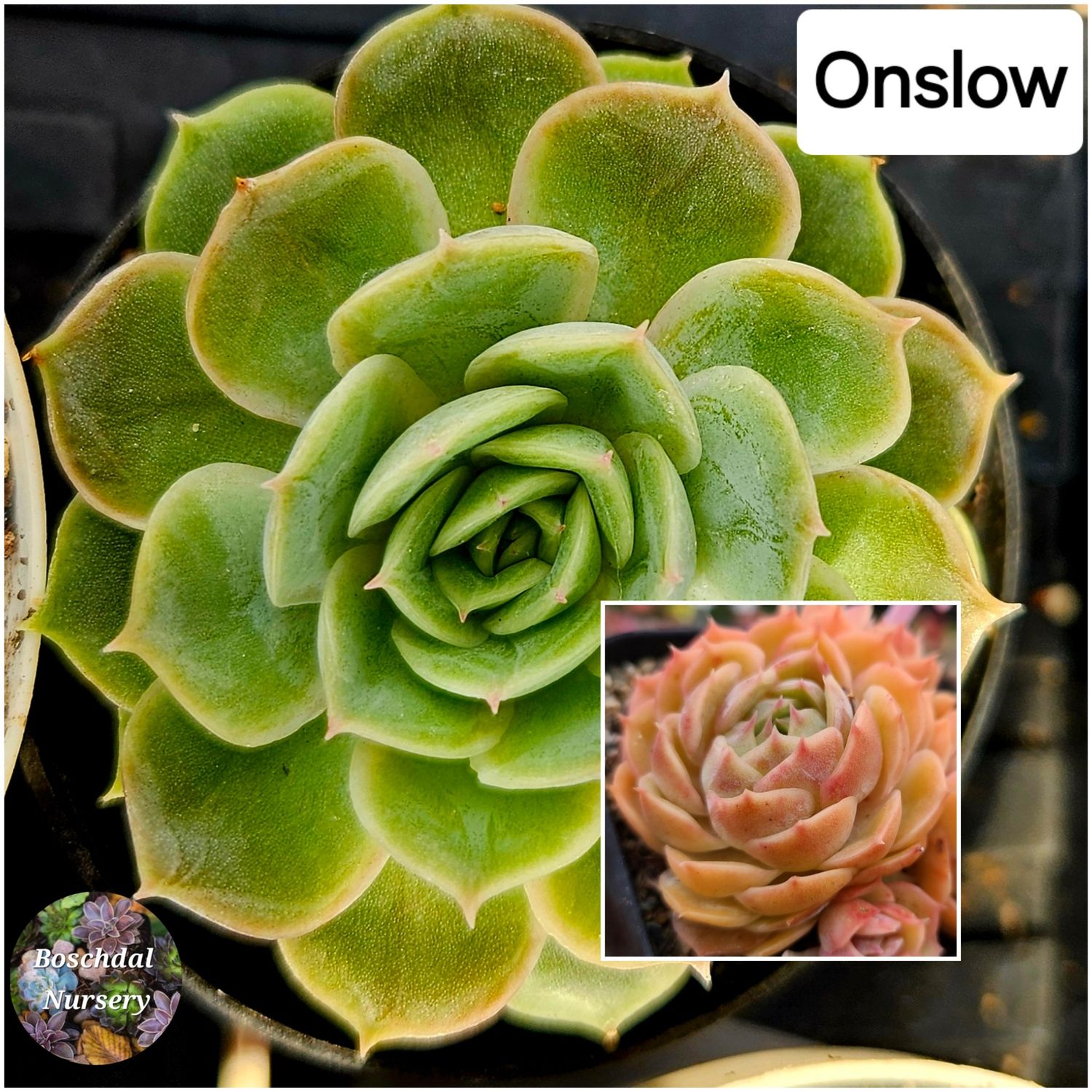 Echeveria cv Onslow