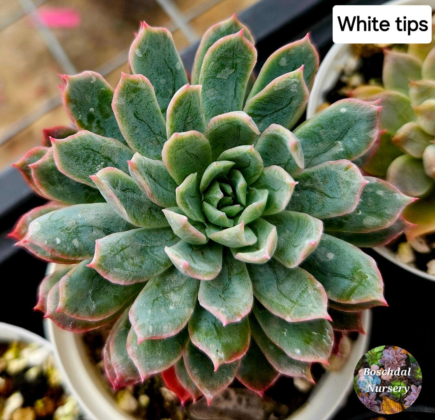 Echeveria Bradburiana