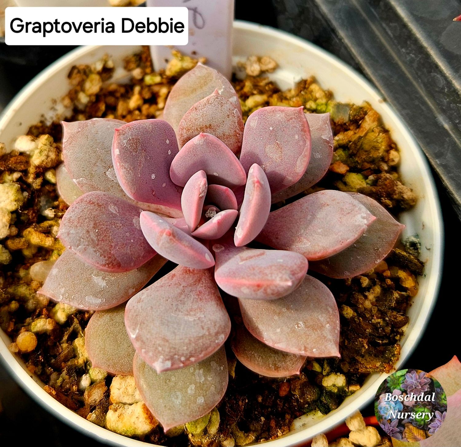 Graptoveria Debbie Graptoveria Debbie