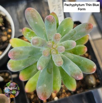 Sedum Pachyphytum Thin blue form