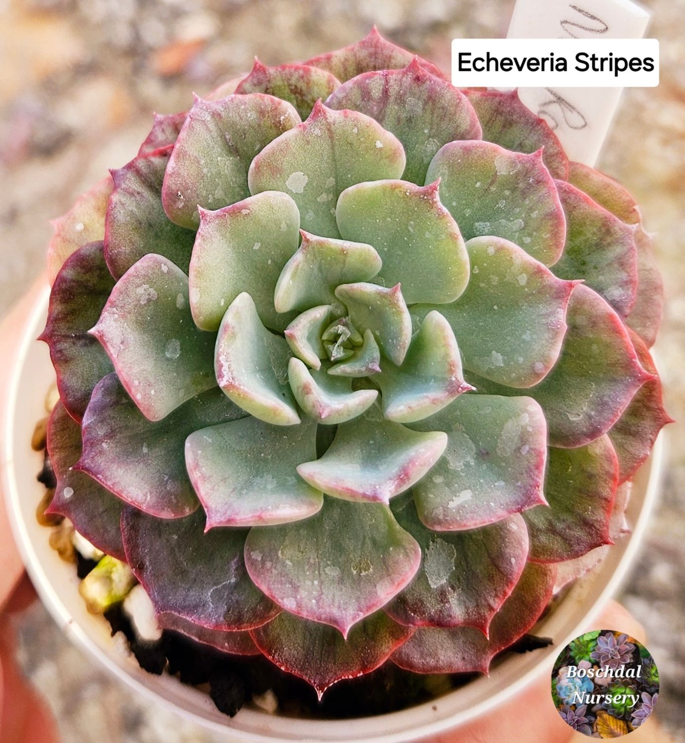 Echeveria Striped