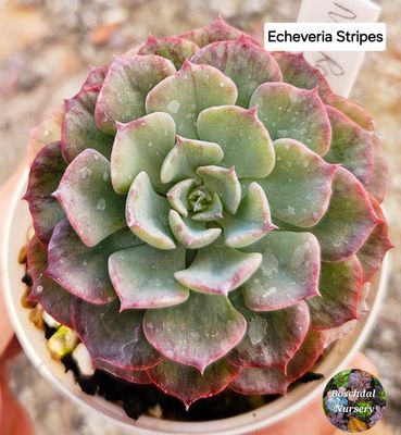 Echeveria Striped