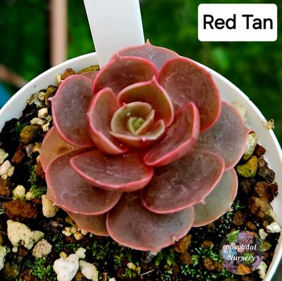 Echeveria Red Tan