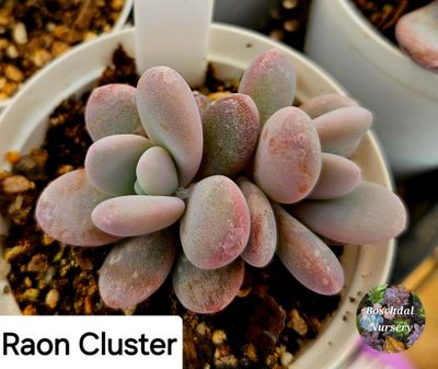 Graptopetalum Raon