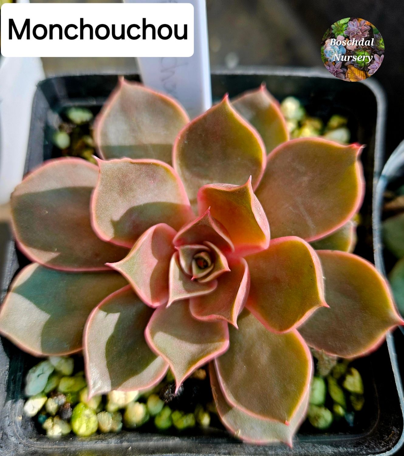 Echeveria Monchouchou