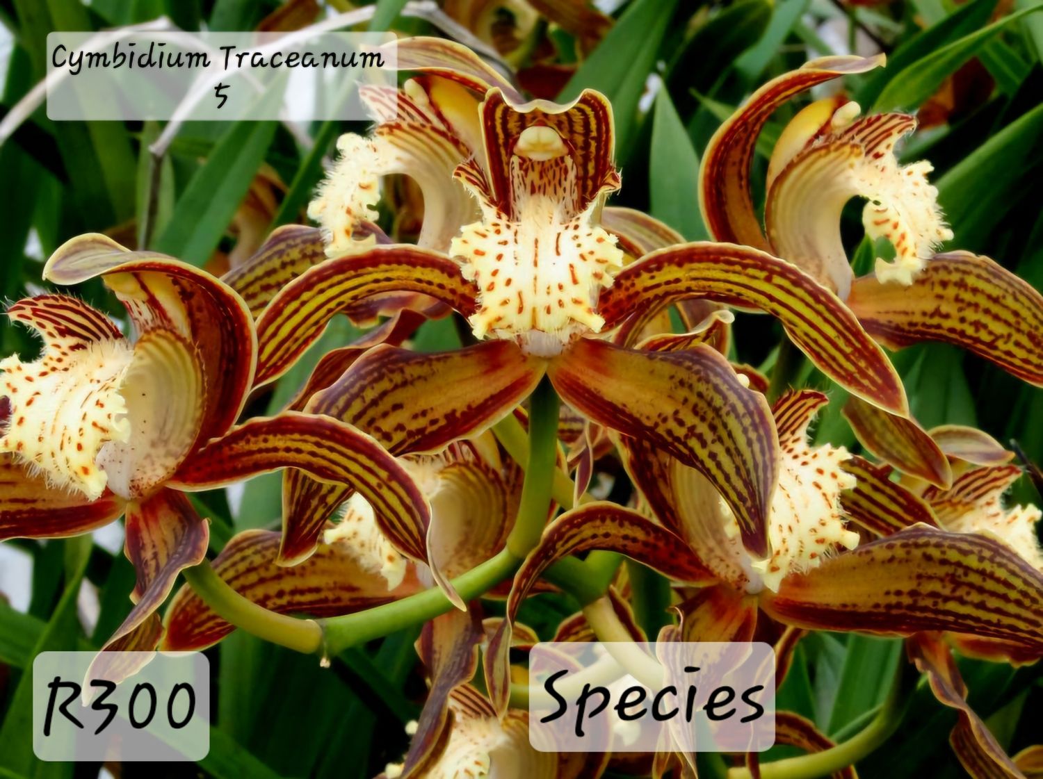 Cymbidium Traceanum