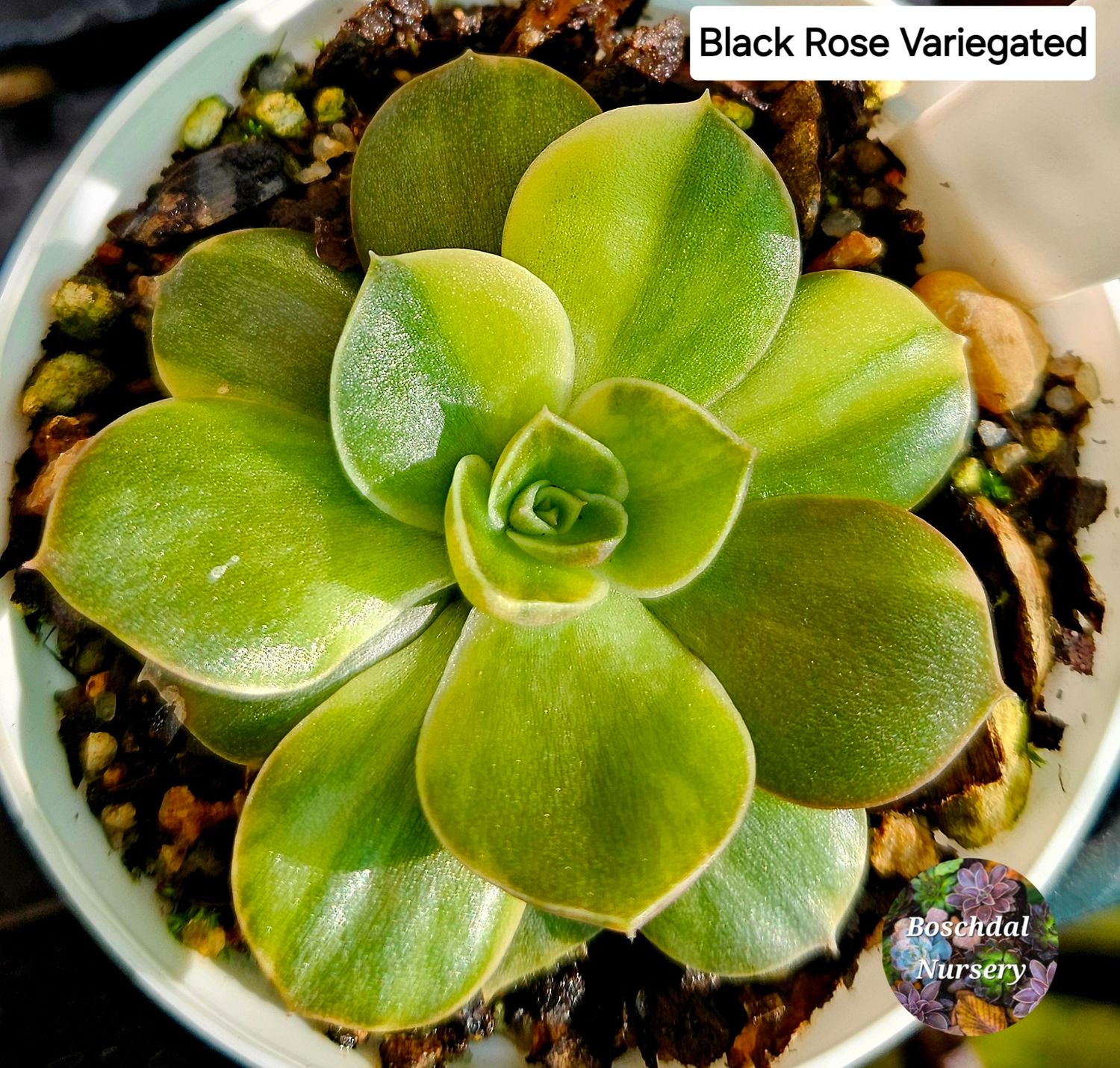 Echeveria Black Rose variegated Small