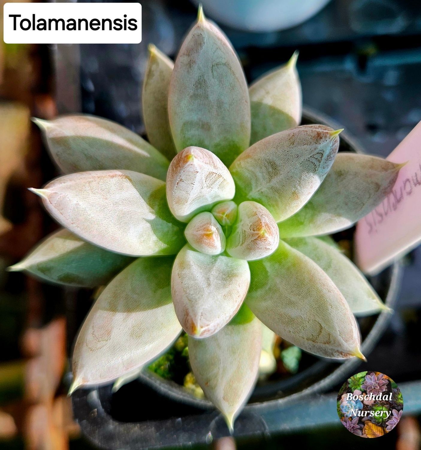 Echeveria Tolemanensis