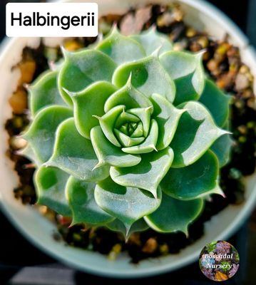 Echeveria Halbingerii