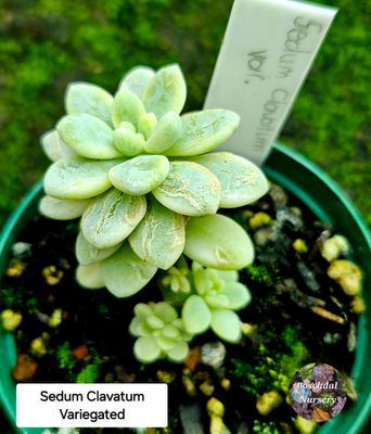 Sedum Clavatum Variegated