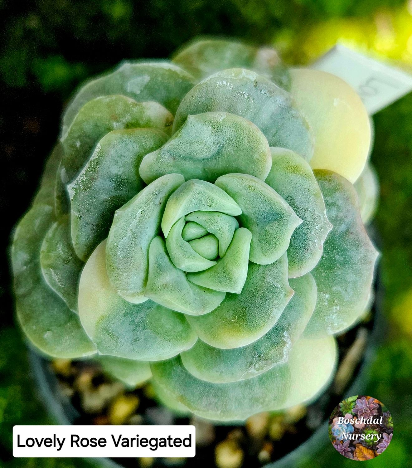 Graptoveria Lovely Rose Variegated Graptoveria Lovely Rose Variegated