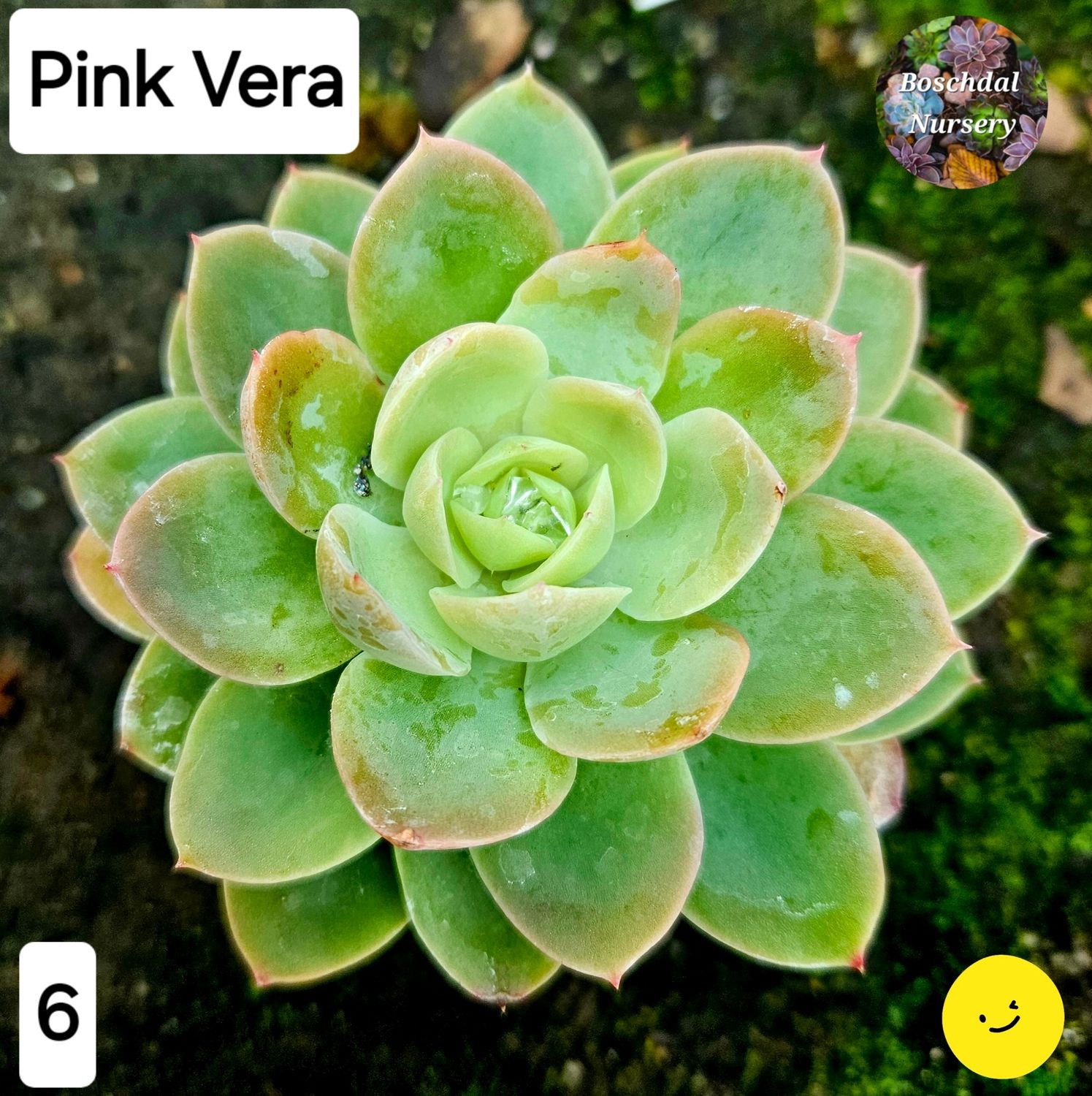Echeveria Pink Vera