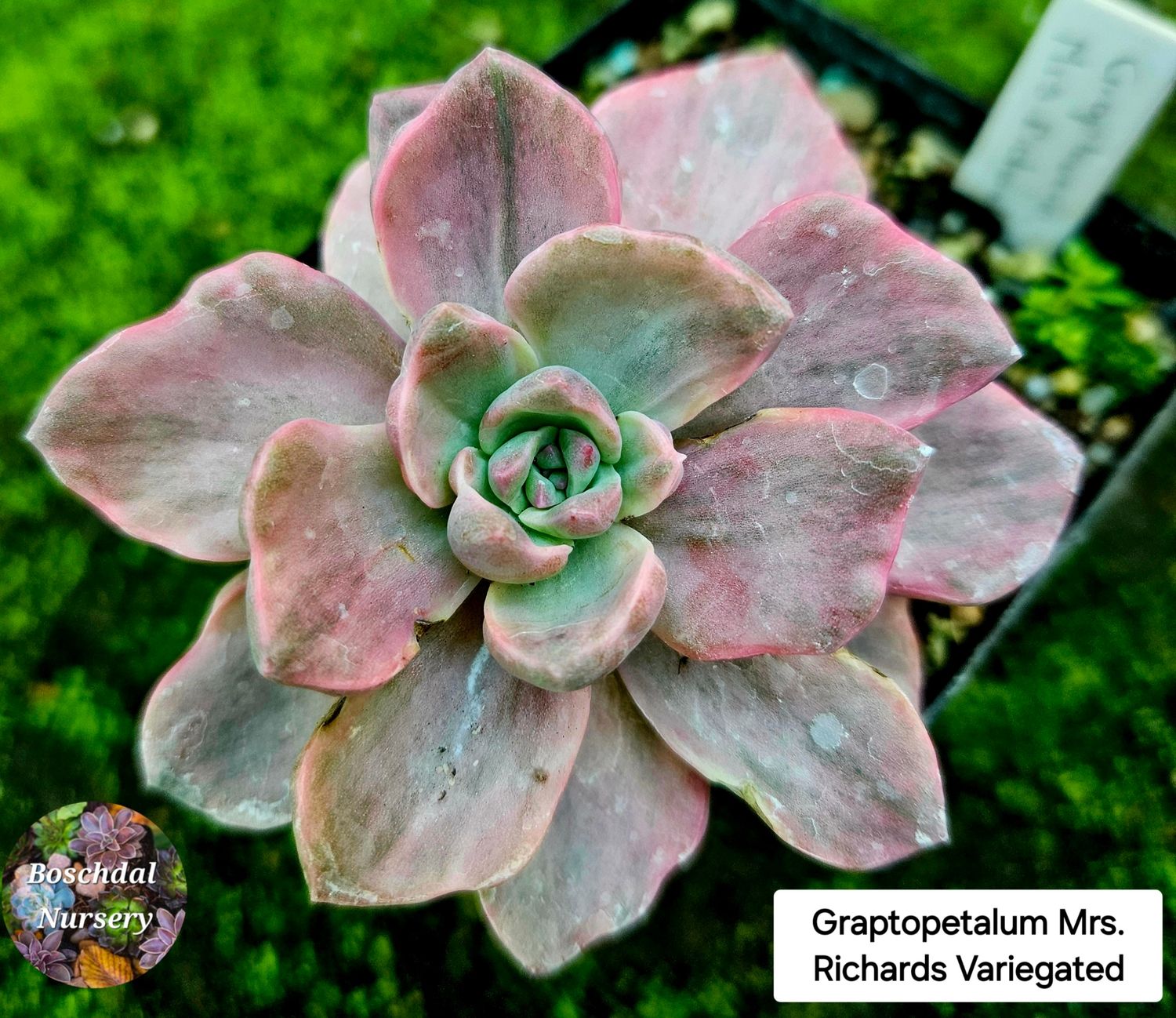 Graptoveria Mrs. Richards Variegated