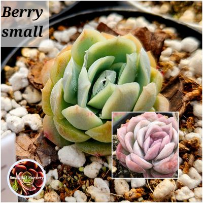 Echeveria Berry