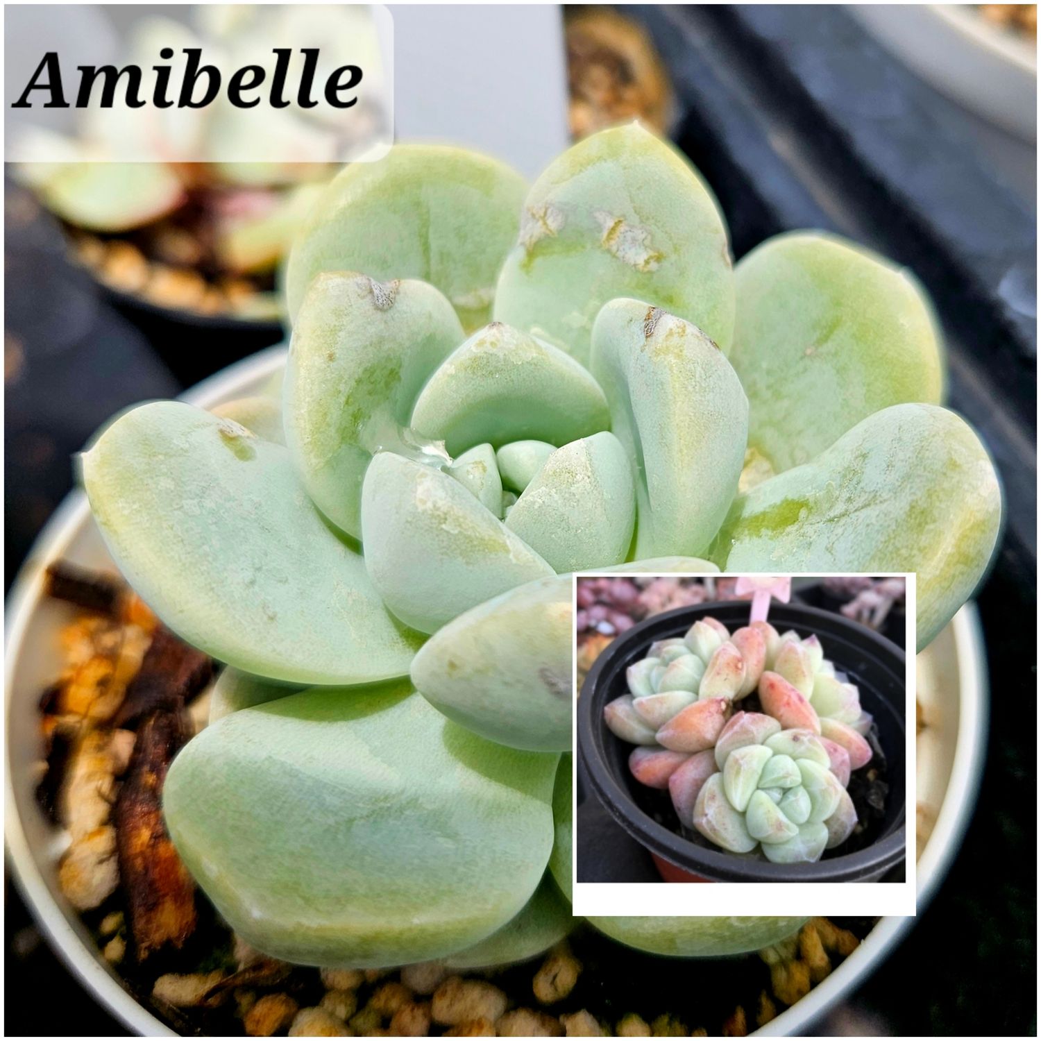 Echeveria Amibelle