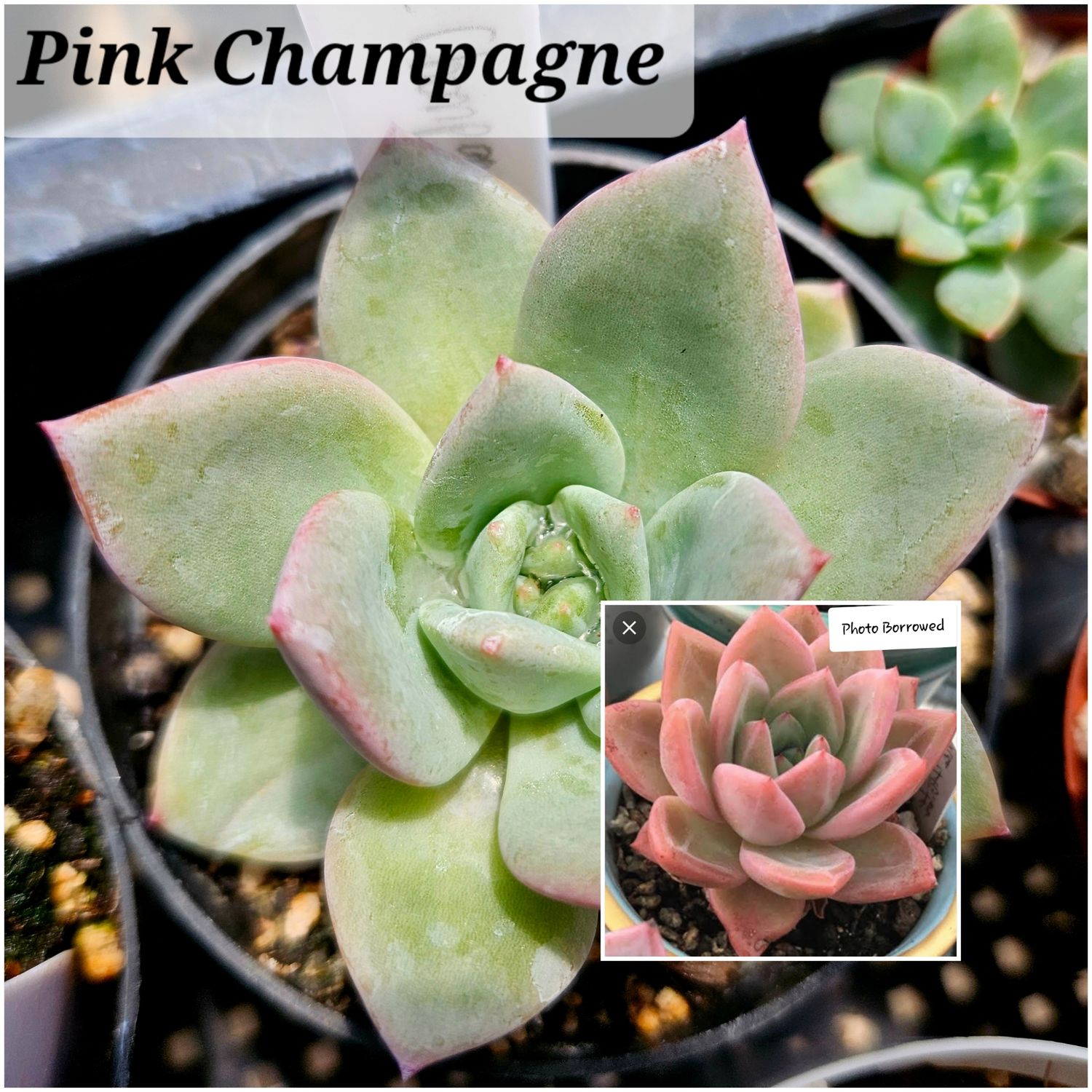 Echeveria Pink Champagne