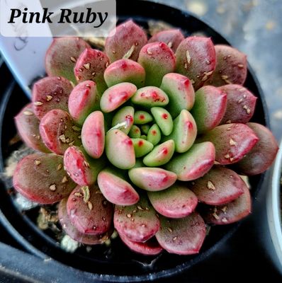 Sedeveria Pink Ruby