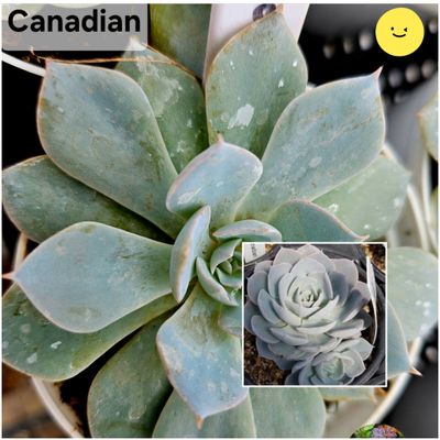 Local Echeverias