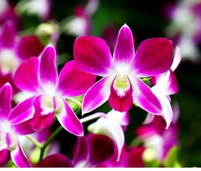 Dendrobiums